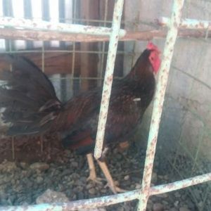 Meet your Posher, Willy